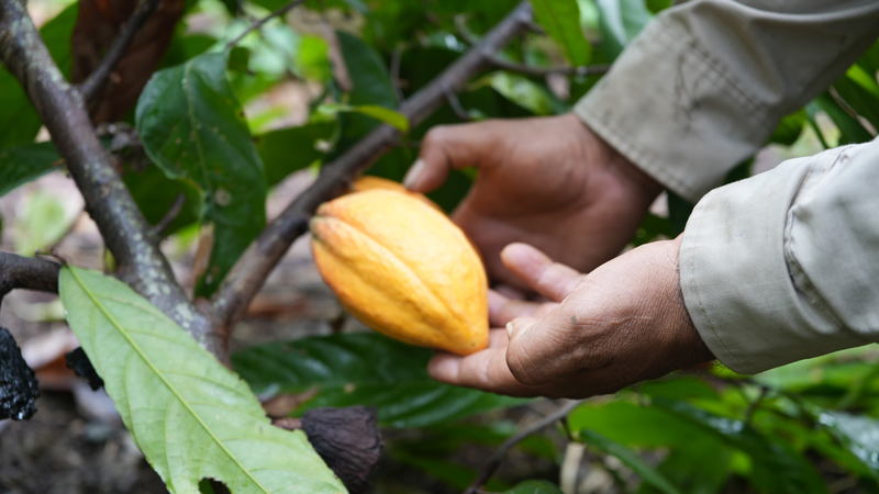 Cacao Bean Processing: From Bean to Chocolate