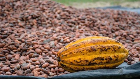 Cocoa and Antioxidants