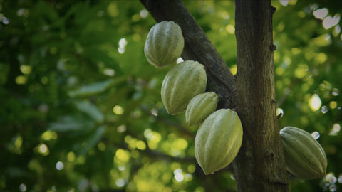 Mexico cocoa farmers|Mexico cocoa farmers|Mexico cocoa farmers|||