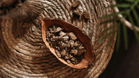 Cacao in Bolivia