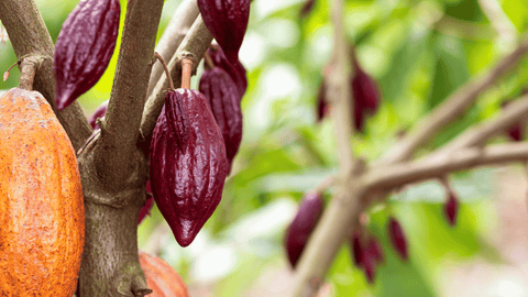 Cacao in France