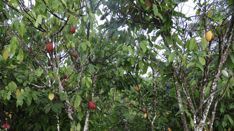 Cacao in Ivory Coast: Where the world's pure Chocolate begins