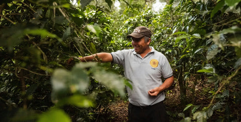 CacaoFarmer|||||||||||||||||