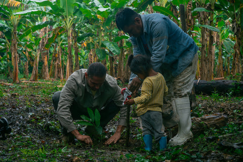 Replanting Cocoa, One Tree at a Time