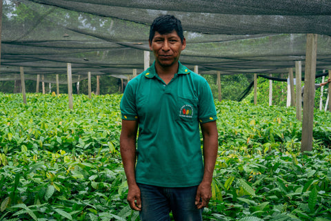 Where Cocoa Begins: Inside a Bolivia Nursery Building Cocoa’s Future