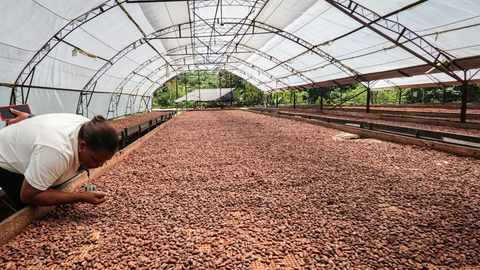 Drying cocoa beans