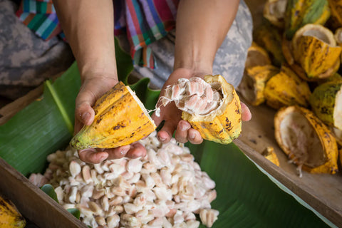 Cacao in Belize