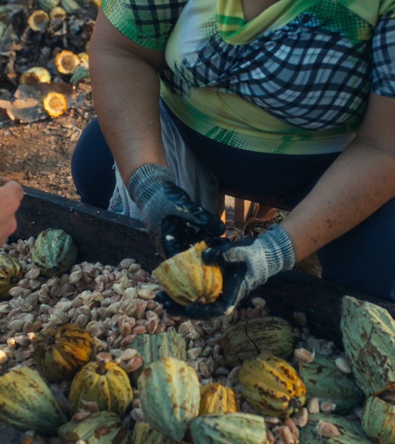 Fermenting Cocoa Beans