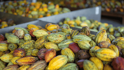 How Many Cacao Varieties Exist