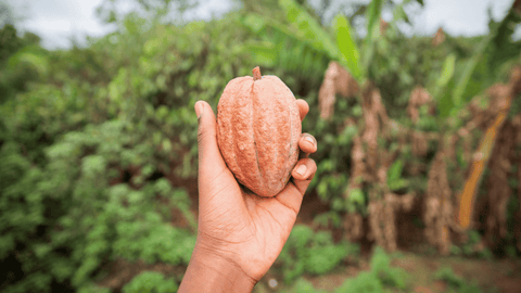 Is Chocolate Good For Nature