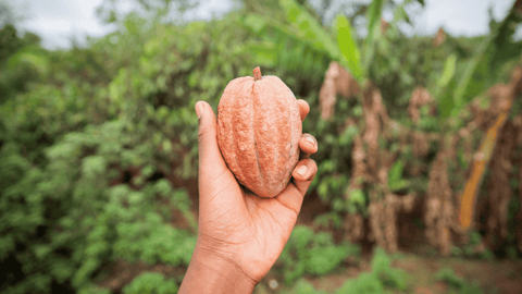 Is Chocolate Good For Nature