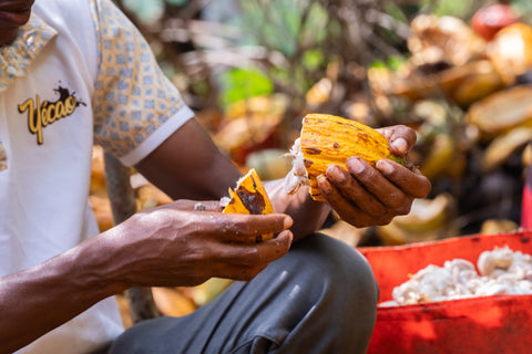 How Many Beans Are in a Cocoa Pod?