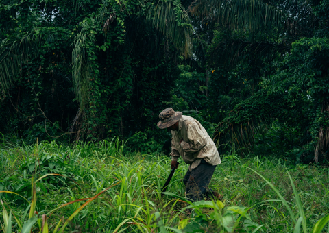 Agroforestry in Bolivia: How Farmers Are Rethinking Cocoa for the Future
