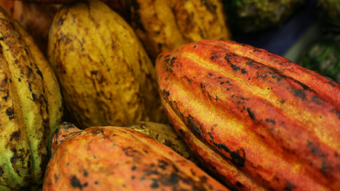 What Is Cocoa? A Deep Dive Into Its Origins, Types, and Uses