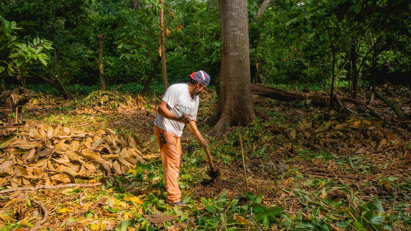 Growing Cocoa: Find Out What Makes it Thrive