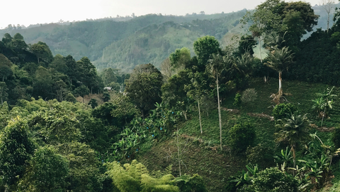 cocoa-colombia-produciton|