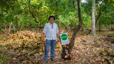 How-Cocoa-Harvested
