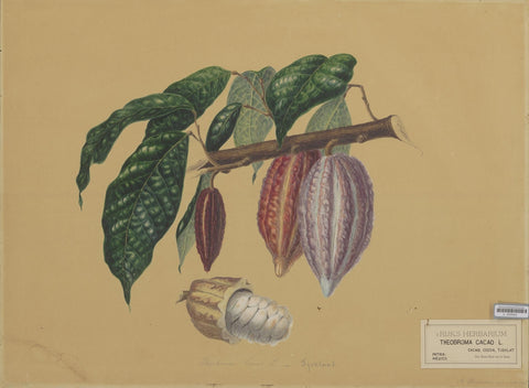 History of Cocoa