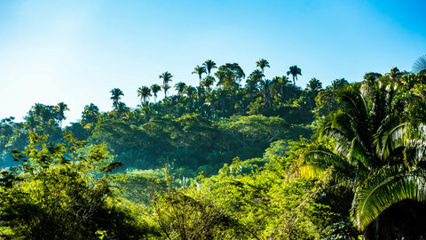Cacao in Honduras