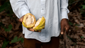 The Global Cocoa Shortage: What's Really Behind It, And What Comes Next 2
