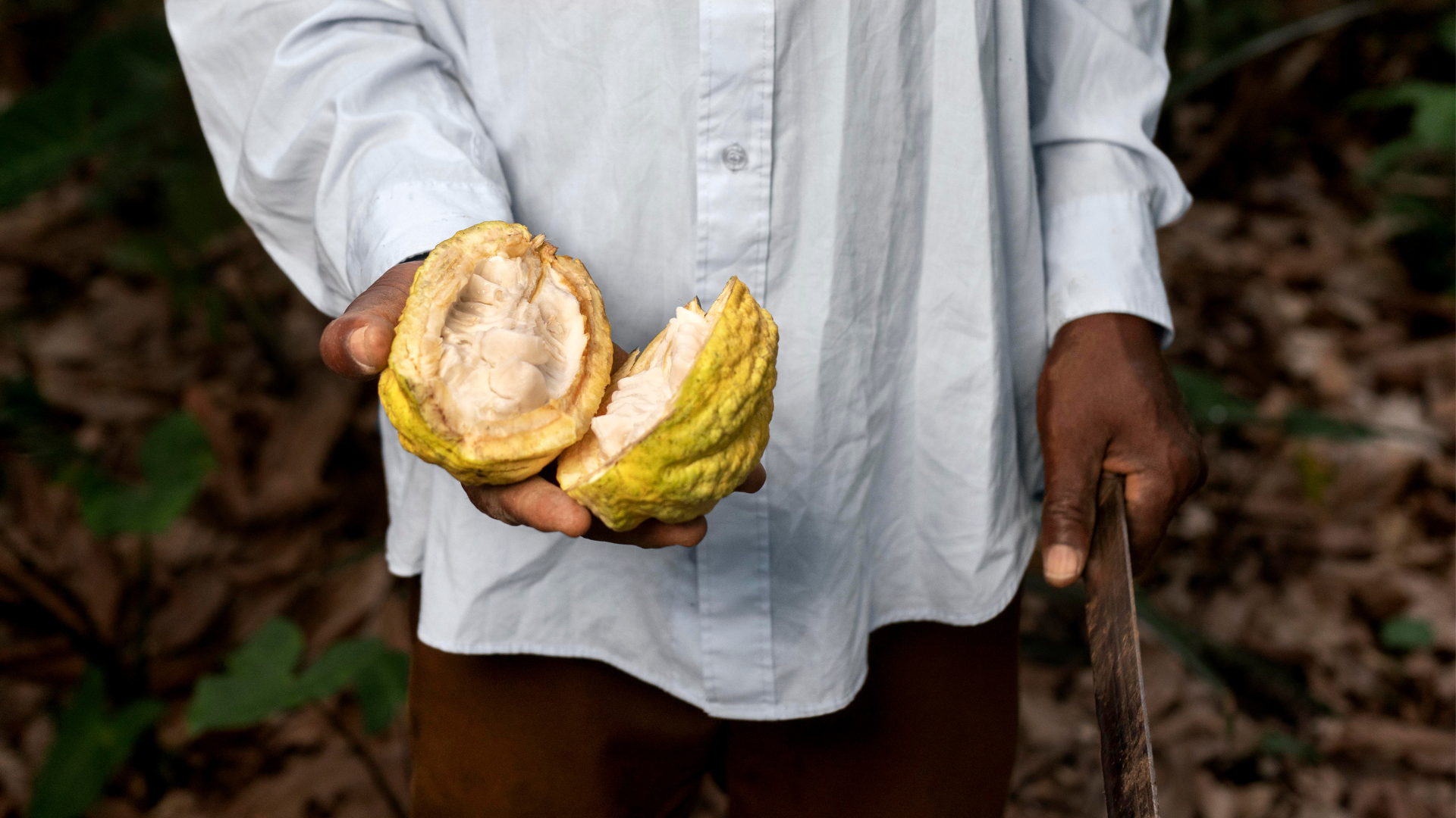 Réduction de l'Approvisionnement Mondial en Cacao et ses Effets sur l'Industrie 2