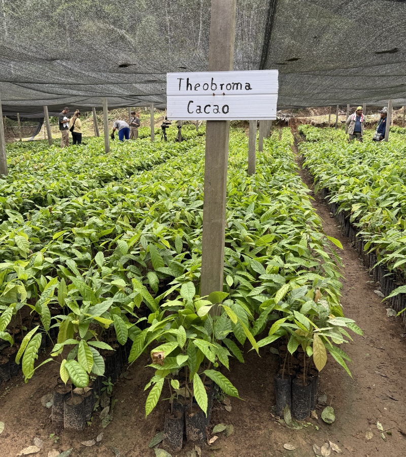 The Global Cocoa Shortage: What's Really Behind It, And What Comes Next 8