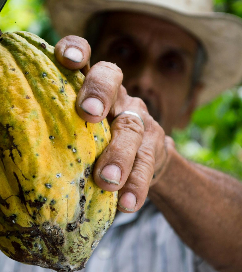 The Global Cocoa Shortage: What's Really Behind It, And What Comes Next 7