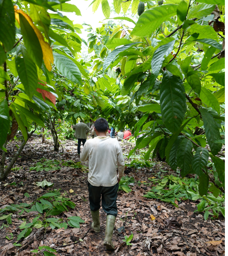 The Global Cocoa Shortage: What's Really Behind It, And What Comes Next 6