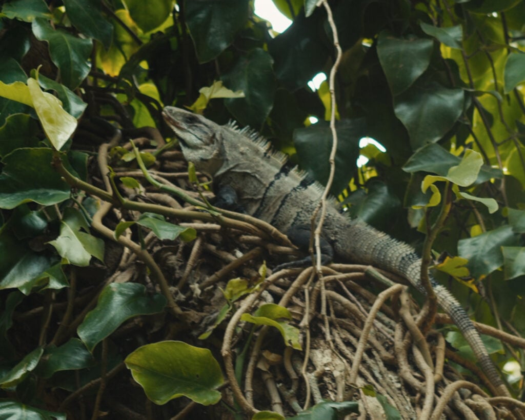 Farming for the Future: How Cacao Can Save the Jungle 4 cacao jungle farm
