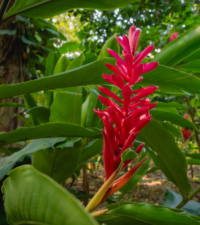 Renewing a Domesticated Jungle at Hacienda La Luz 3 Renewing a Domesticated Jungle at Hacienda La Luz 3