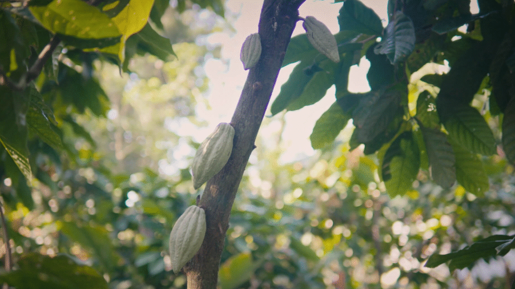 Renewing a Domesticated Jungle at Hacienda La Luz 1