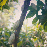Renewing a Domesticated Jungle at Hacienda La Luz 4