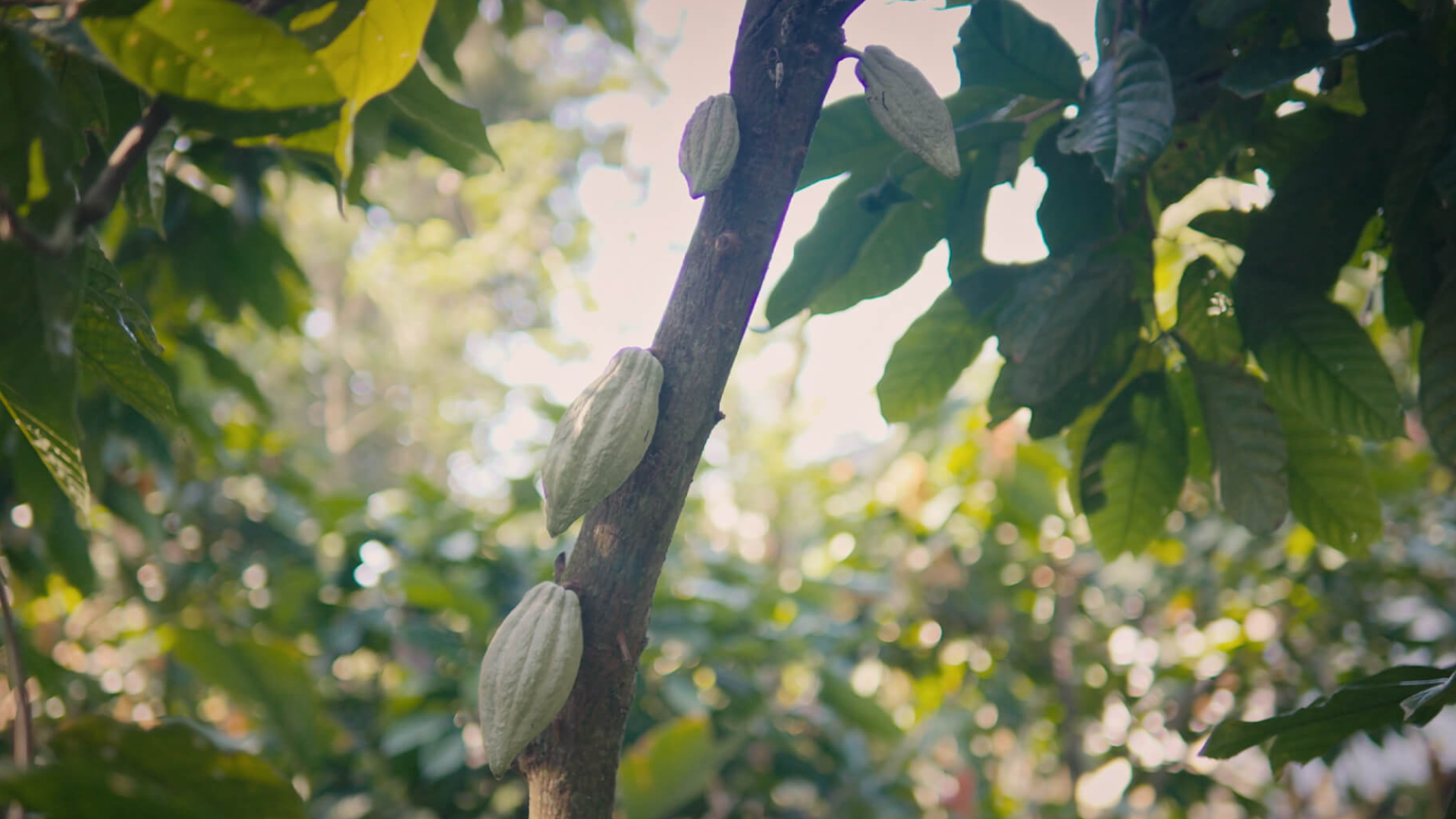 Renewing a Domesticated Jungle at Hacienda La Luz 2