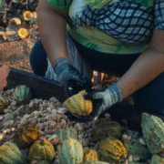 Fermenting Cocoa Beans 6