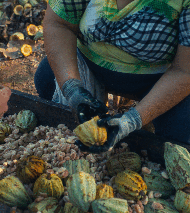 Fermenting Cocoa Beans 11