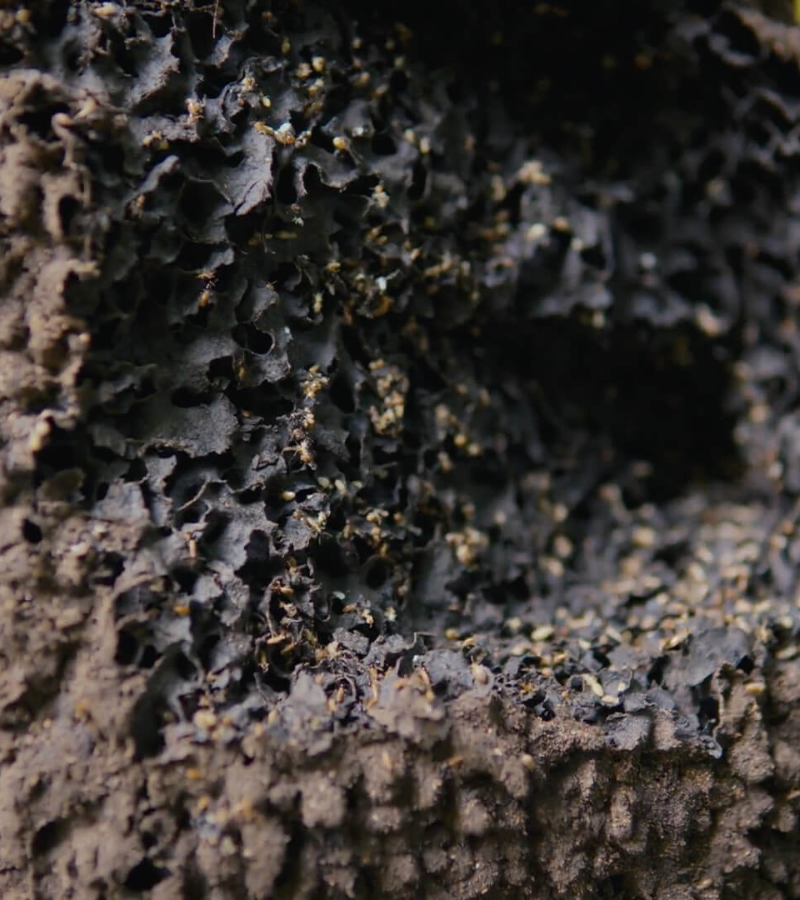 Regenerating Land, Culture and cocoa at Hacienda de la campesina 5 Regenerating Land, Culture and cocoa at Hacienda de la campesina 5