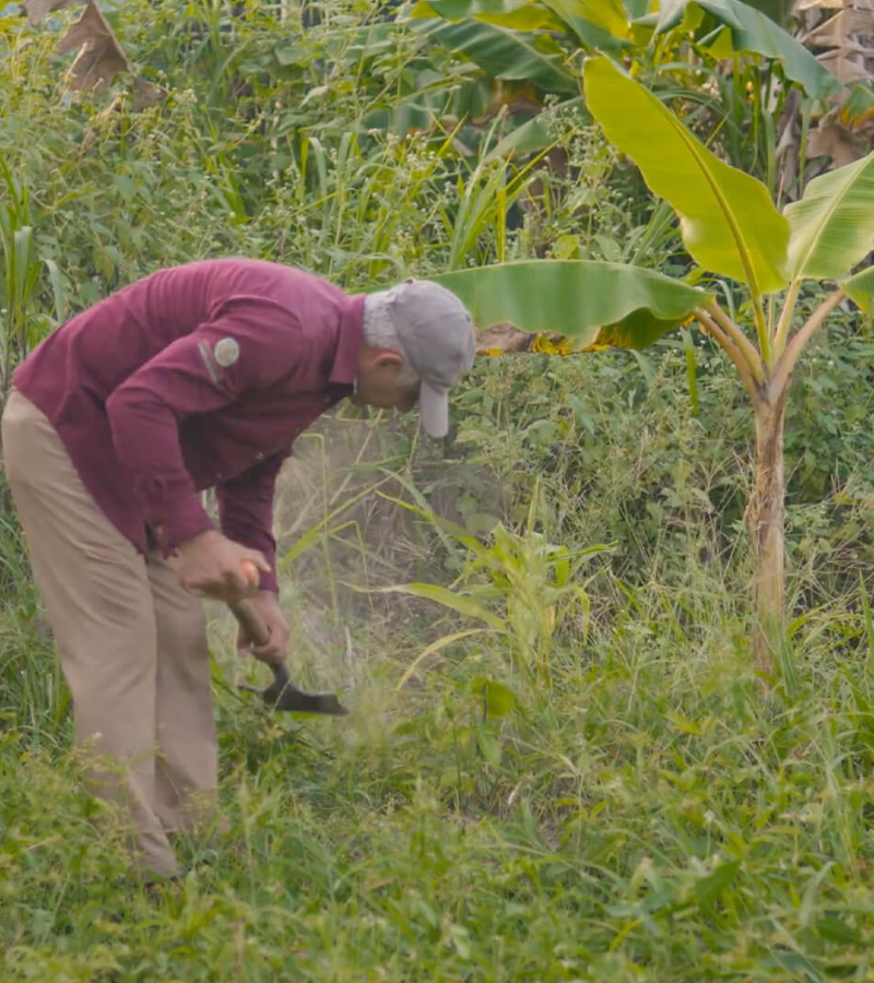 Regenerating Land, Culture and cocoa at Hacienda de la campesina 4 Regenerating Land, Culture and cocoa at Hacienda de la campesina 4