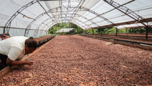Farmers often dry cocoa beans inside of a drying structure.