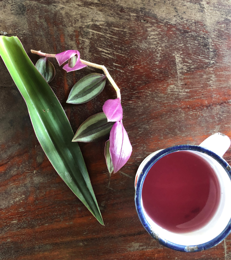 What We Learned at La Campesina del Cacao: Lessons from a Mexican Cocoa Farmer 3 What We Learned at La Campesina del Cacao: Lessons from a Mexican Cocoa Farmer 3