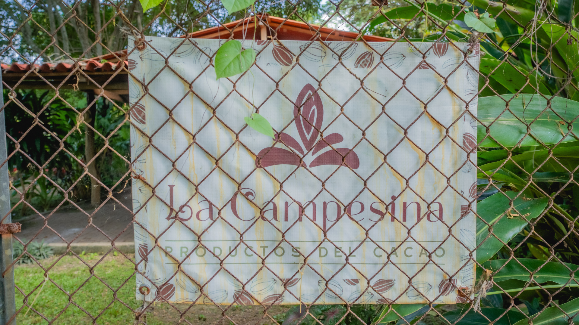 What We Learned at La Campesina del Cacao: Lessons from a Mexican Cocoa Farmer 2 What We Learned at La Campesina del Cacao: Lessons from a Mexican Cocoa Farmer 2