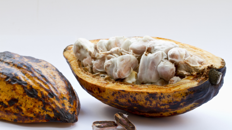 What Are Cacao Beans? Everything You Need to Know 12